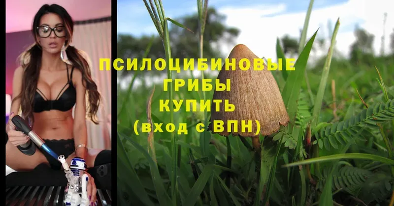 Галлюциногенные грибы Psilocybine cubensis  ОМГ ОМГ как зайти  Бавлы 